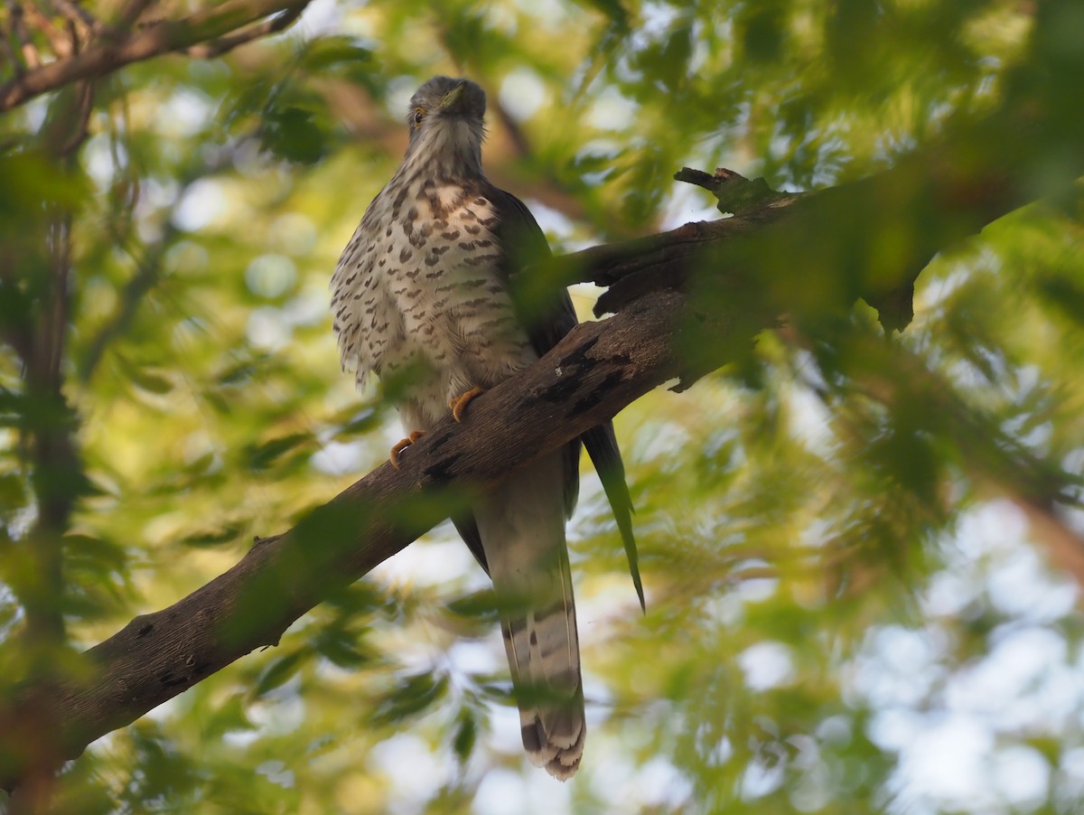 Common Hawk-Cuckoo - Stephan Lorenz