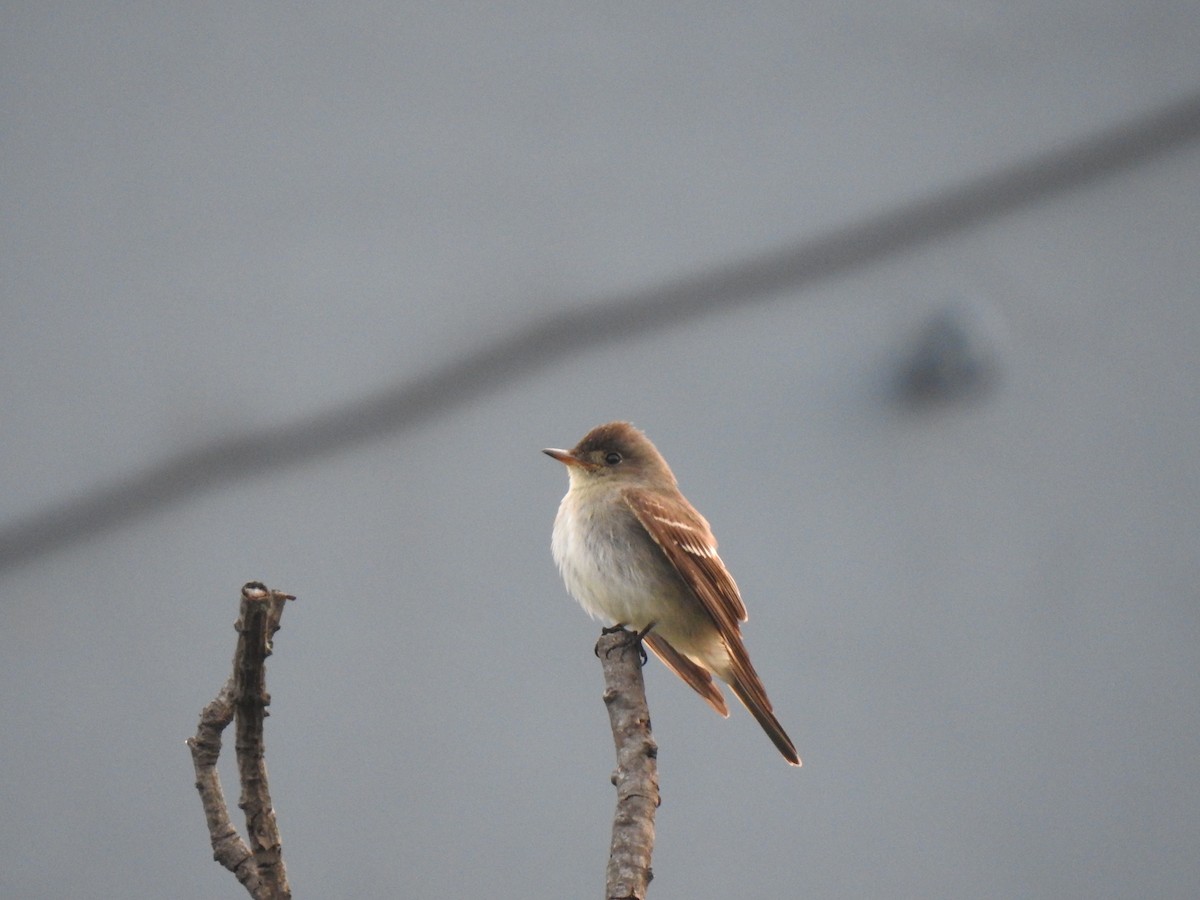 Eastern Wood-Pewee - ML277208381