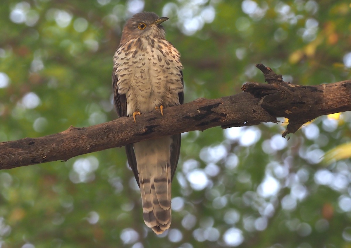 Common Hawk-Cuckoo - Stephan Lorenz