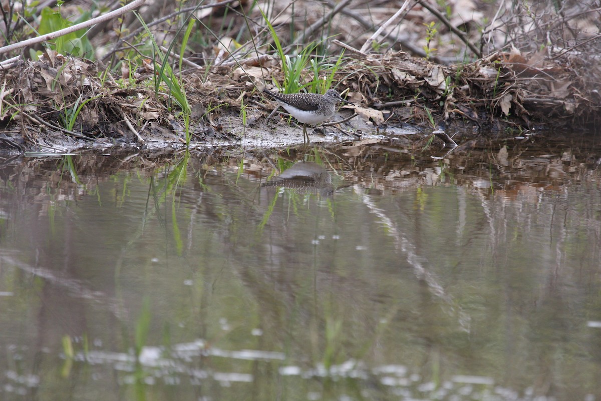 Solitary Sandpiper - Tom Davis