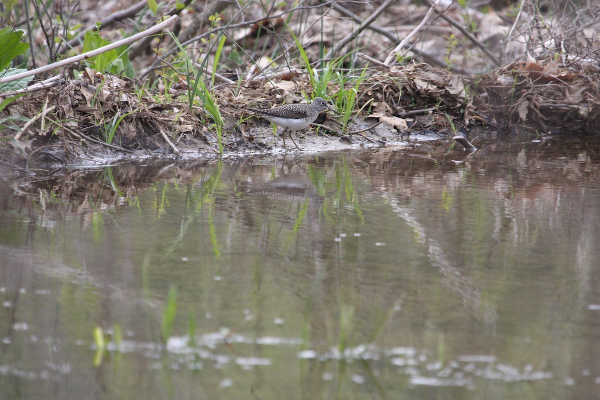 Solitary Sandpiper - ML27720861