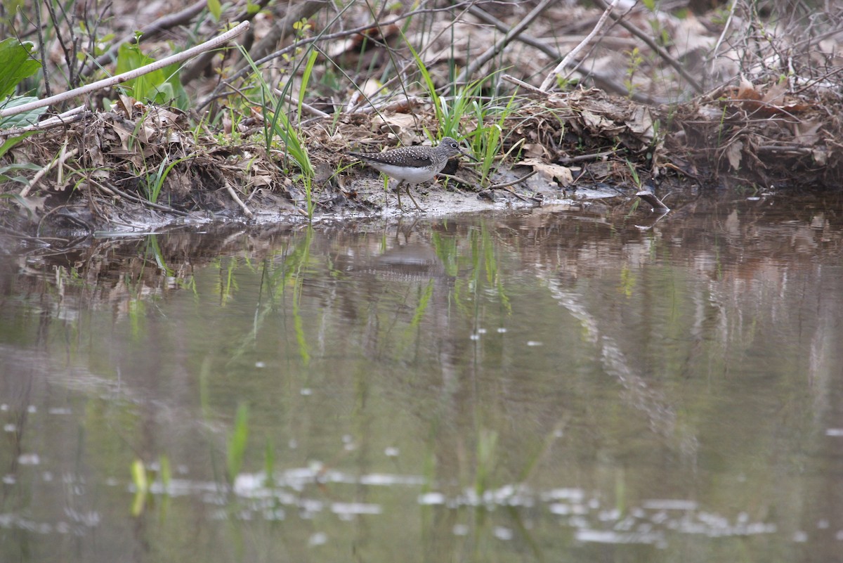 Solitary Sandpiper - Tom Davis