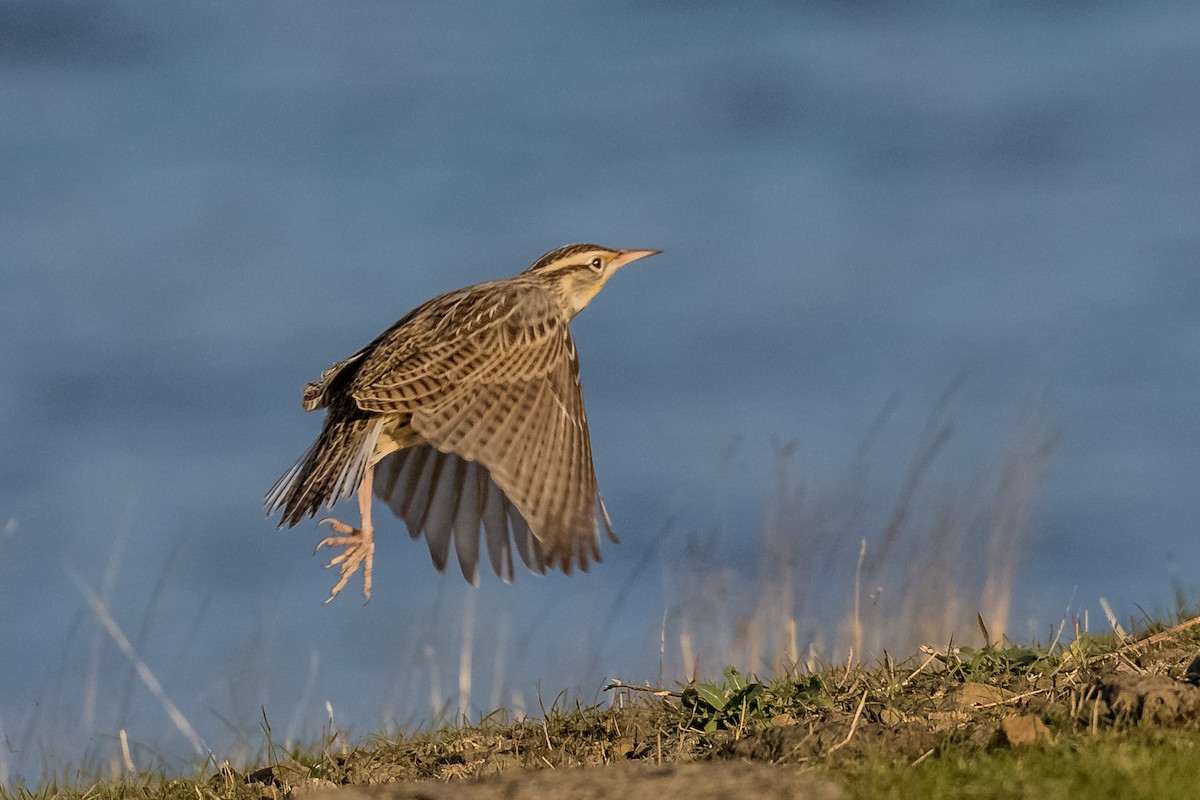 Western Meadowlark - ML277209011