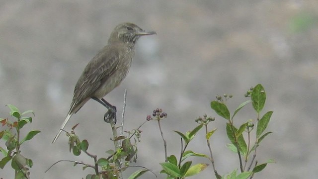 White-tailed Shrike-Tyrant - ML277210921