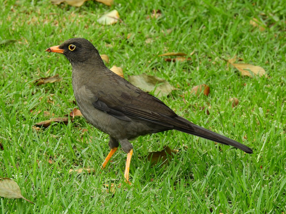 Great Thrush - ML277211201