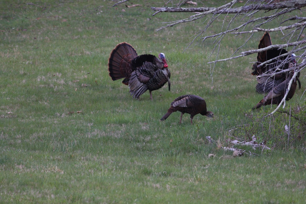 Wild Turkey - ML27721151