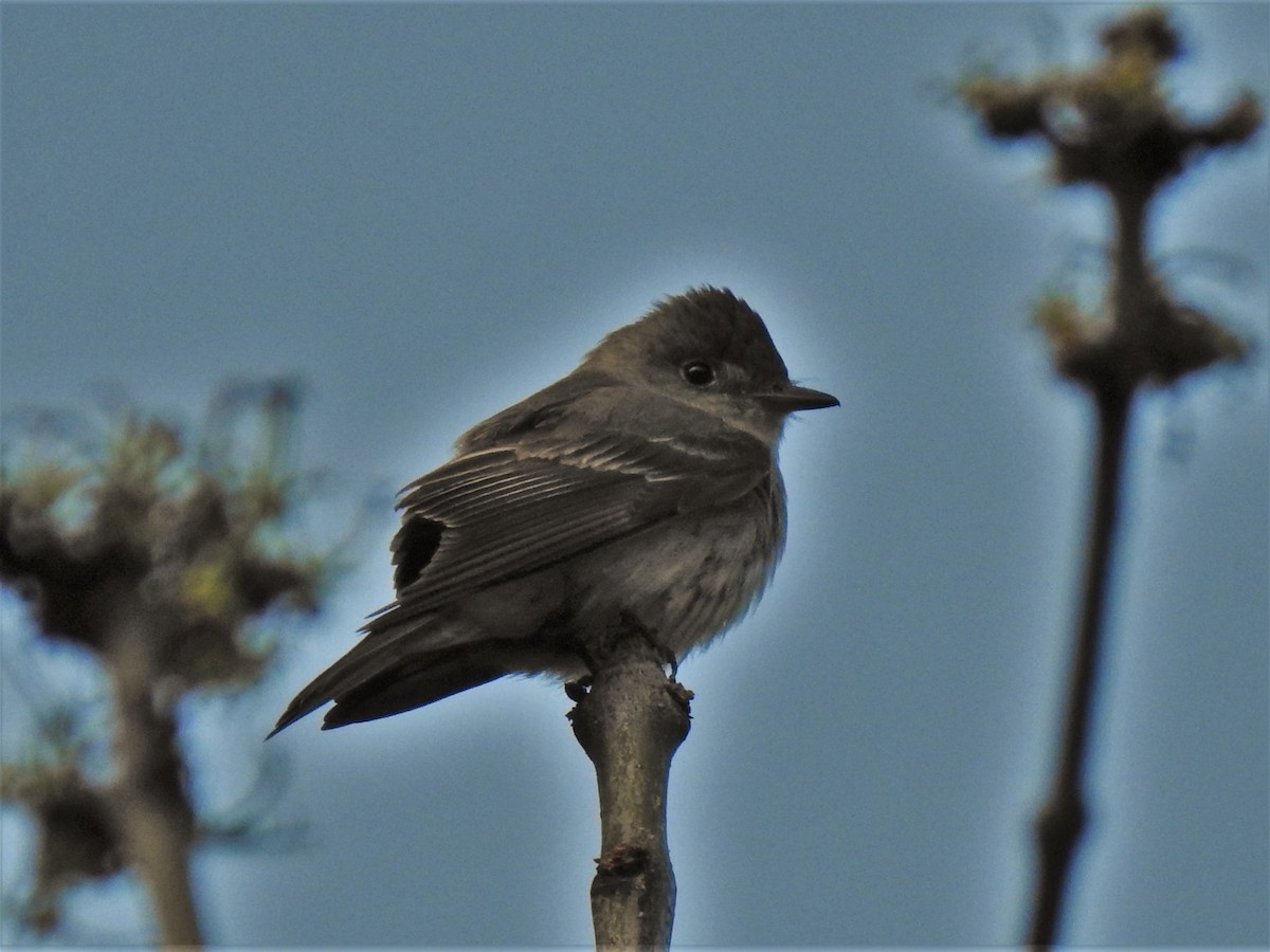 Western/Eastern Wood-Pewee - ML277211631