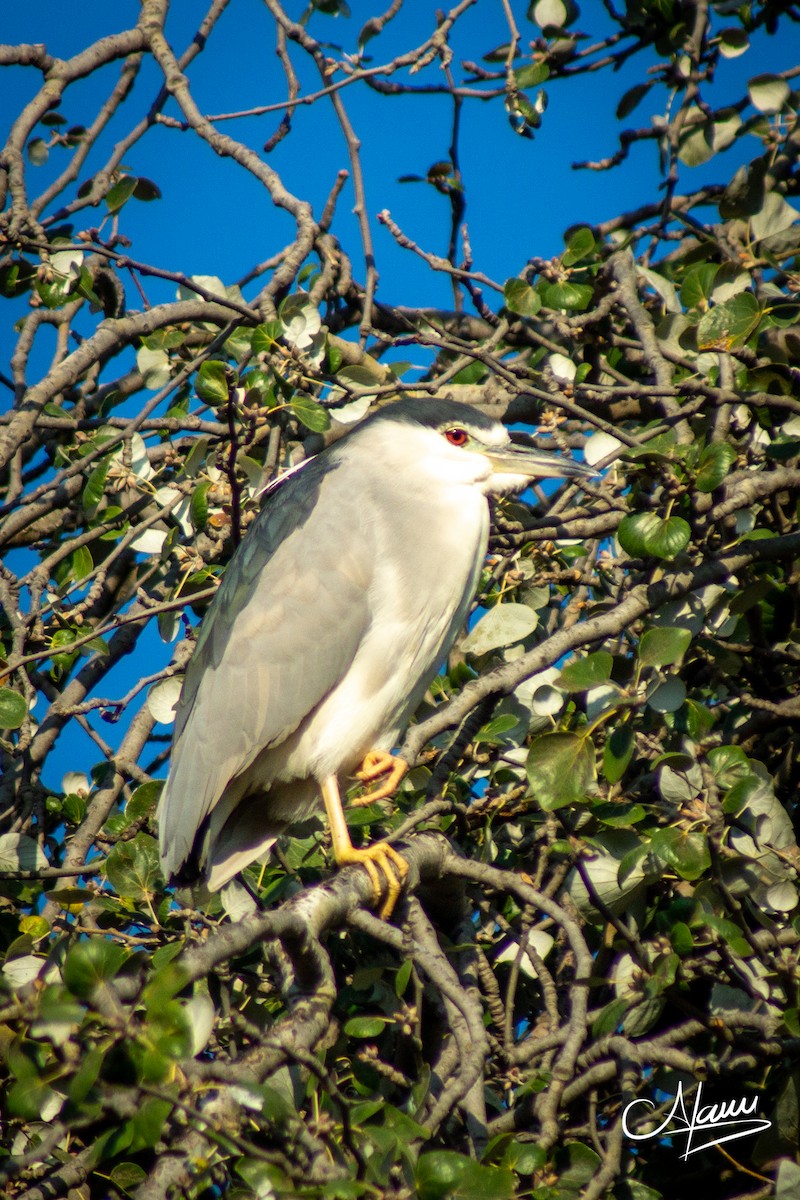 Black-crowned Night Heron - Alam Martínez