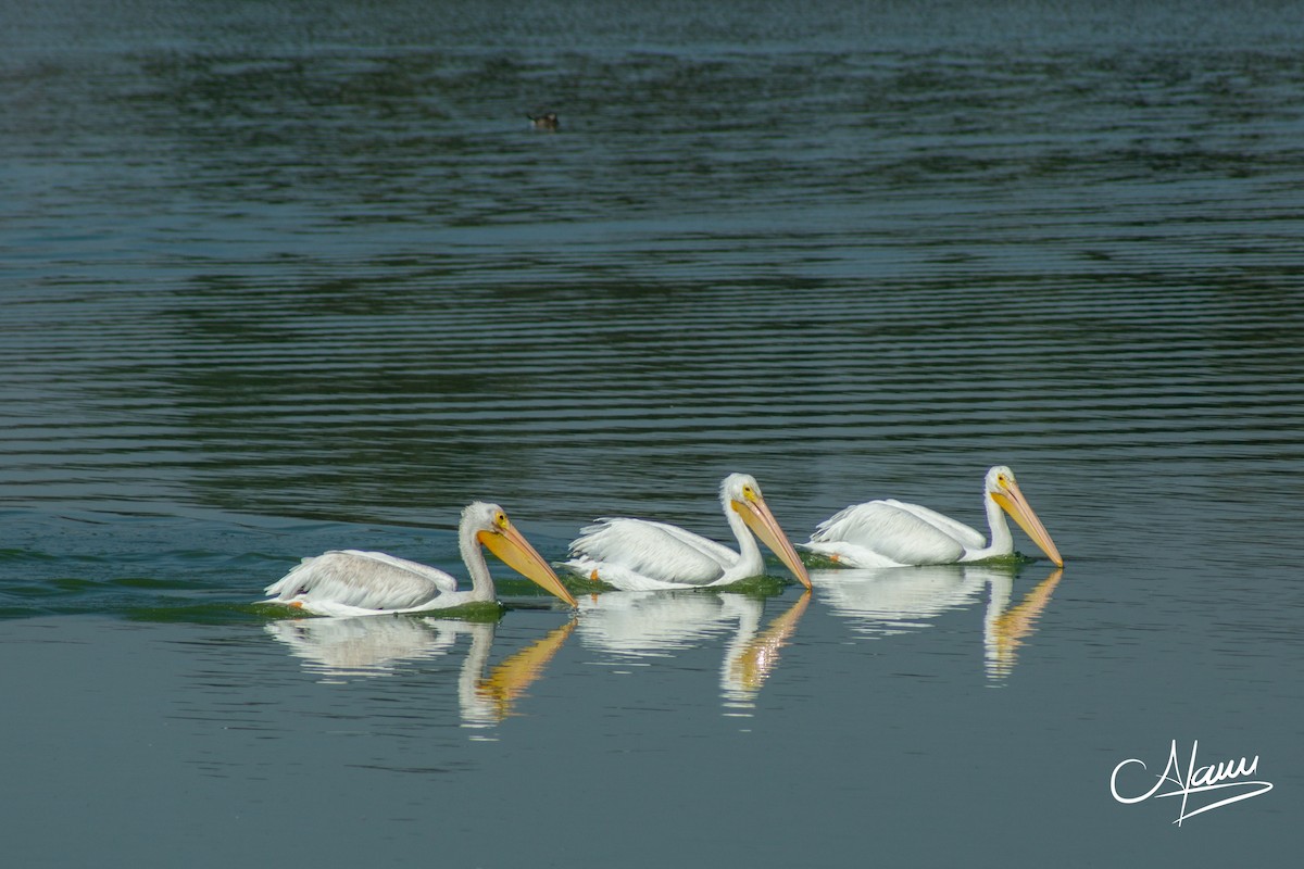 American White Pelican - ML277214471