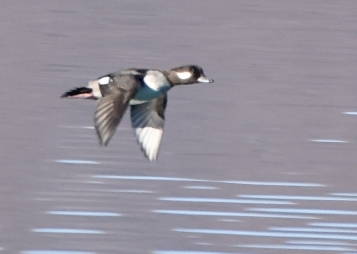 Bufflehead - Steven Mlodinow