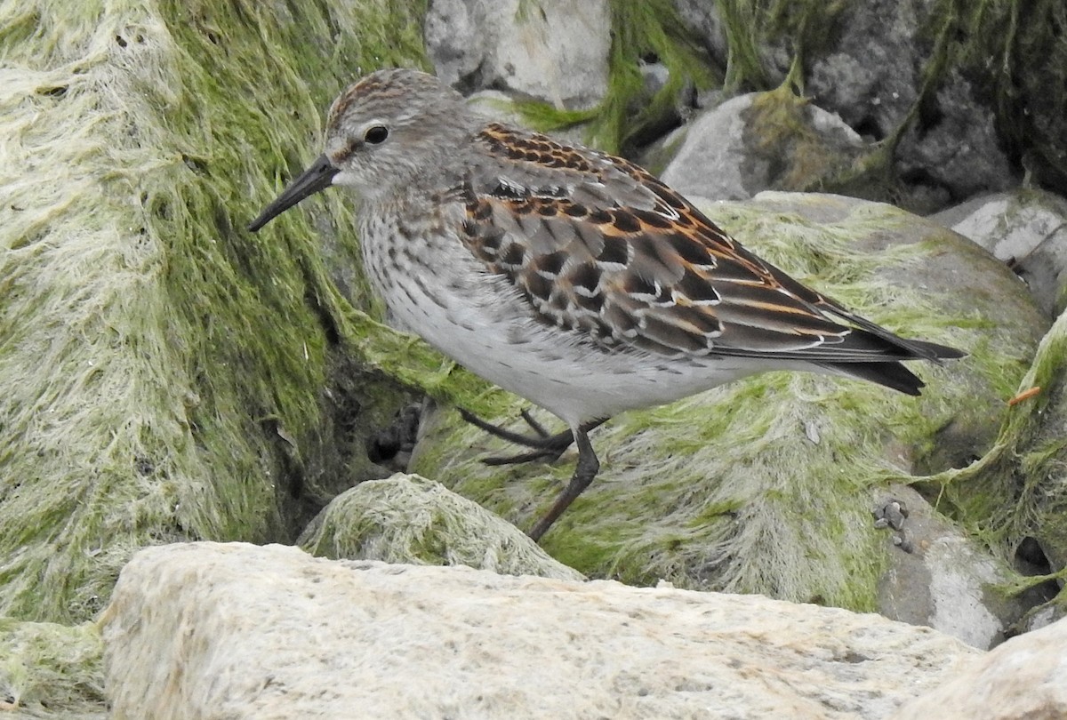 White-rumped Sandpiper - Jean Iron