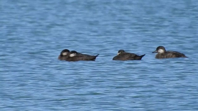 Black Scoter - ML277219091