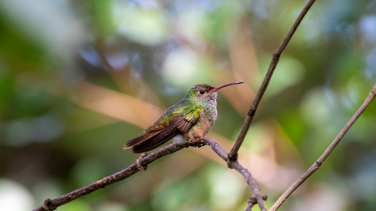 Buff-bellied Hummingbird - Kyle Matera