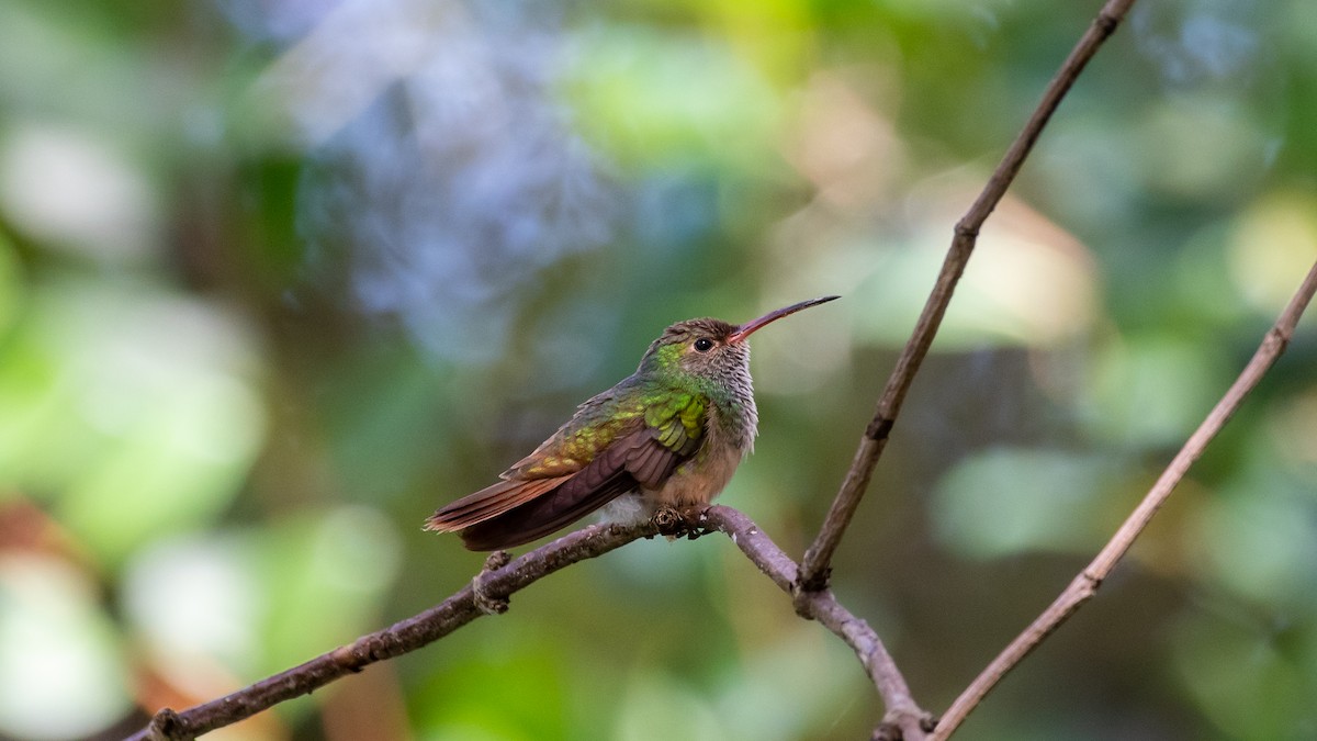 Buff-bellied Hummingbird - Kyle Matera