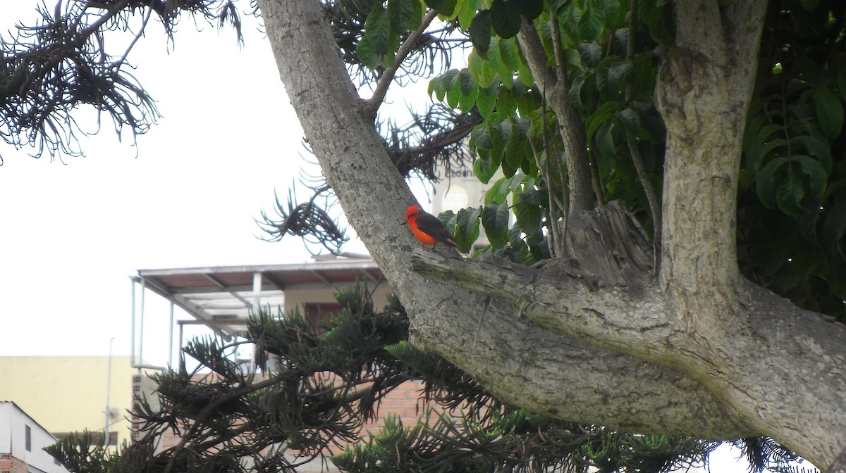 Vermilion Flycatcher - ML277220541