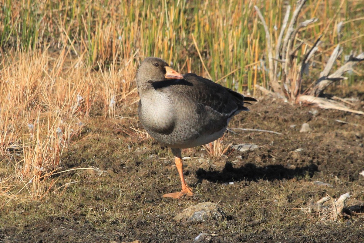 Greater White-fronted Goose - ML277221411