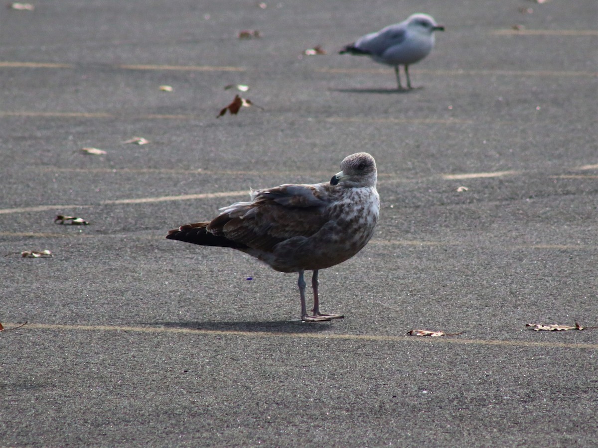 Great Black-backed Gull - Muhtasim  Islam