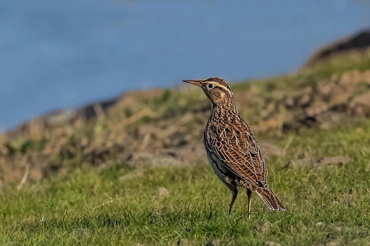 Western Meadowlark - ML277221631