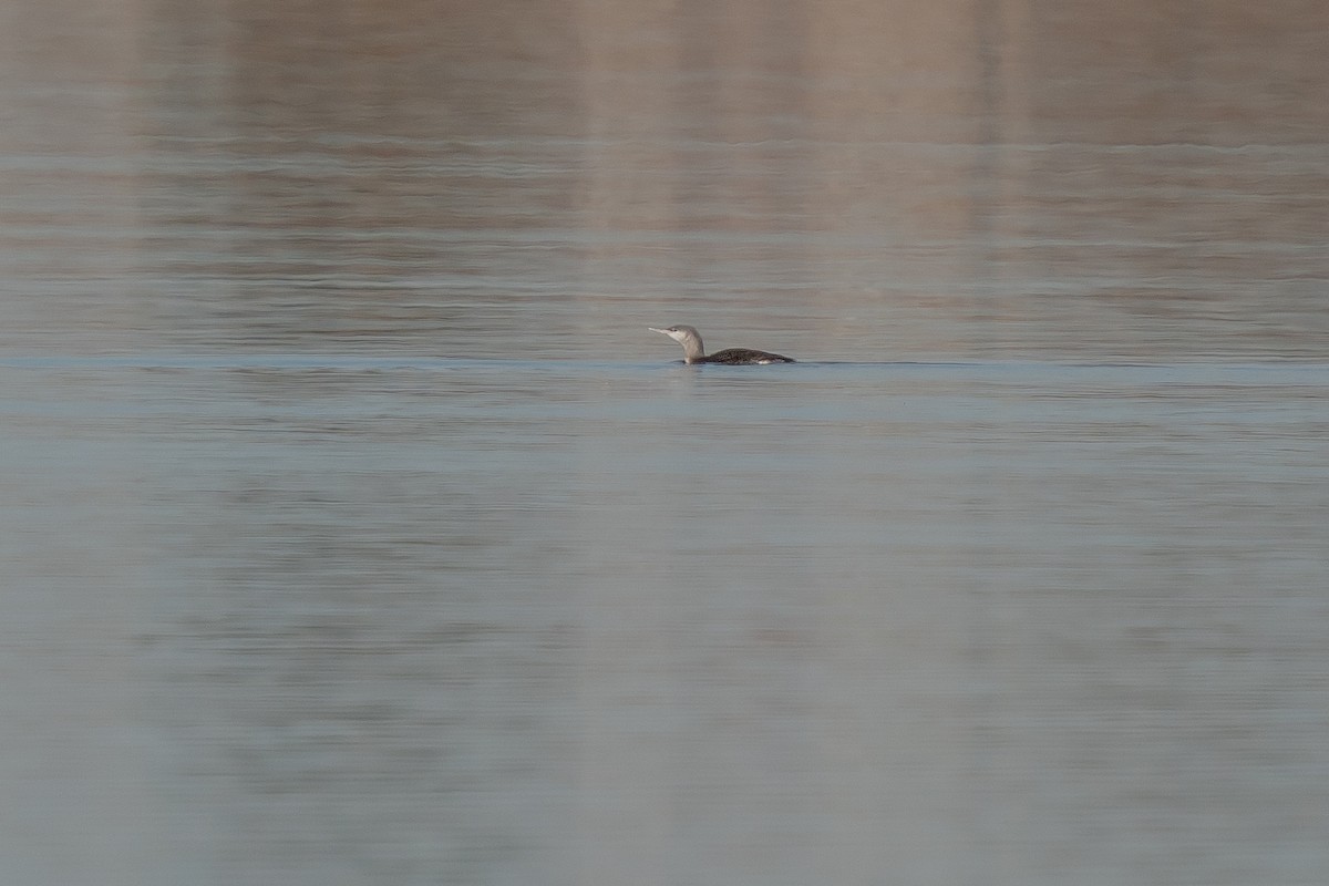 Red-throated Loon - Robert Raker