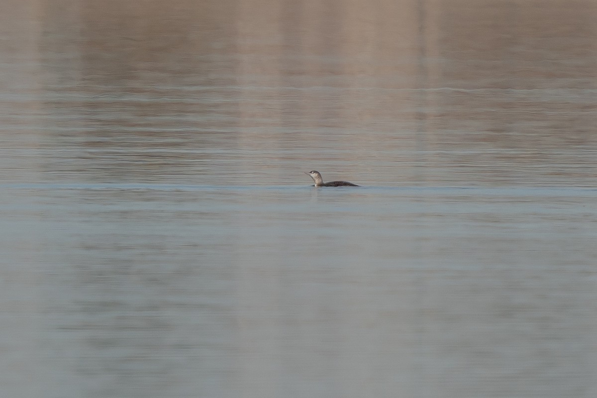 Red-throated Loon - Robert Raker