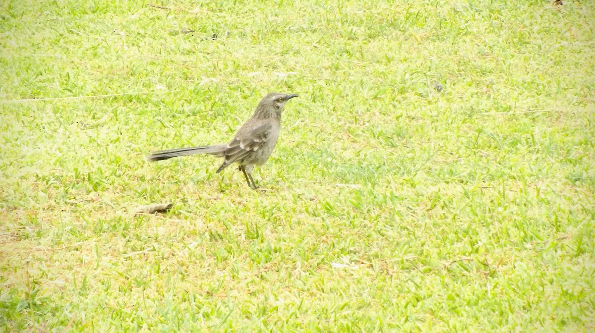 Long-tailed Mockingbird - ML277222321