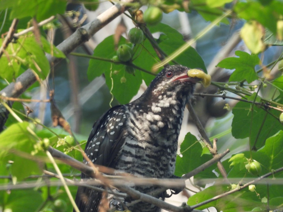 Asian Koel - ML277222571