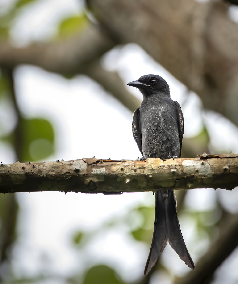 askedrongo - ML277222711