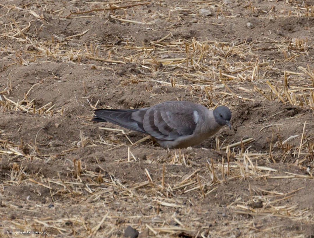 Snow Pigeon - ML277223771