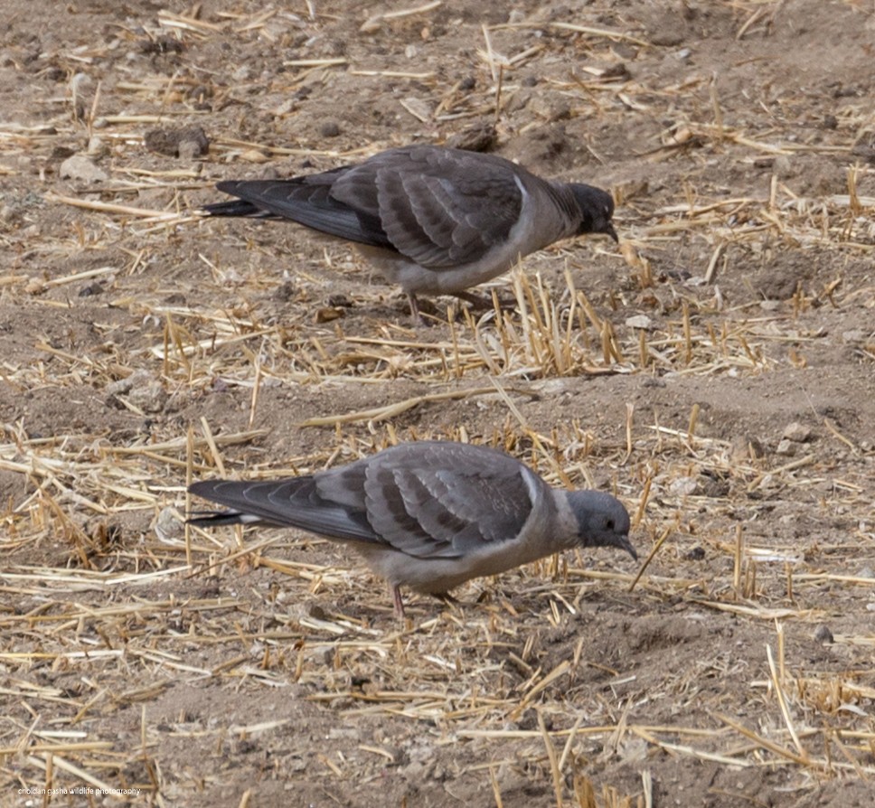 Pigeon des neiges - ML277223811