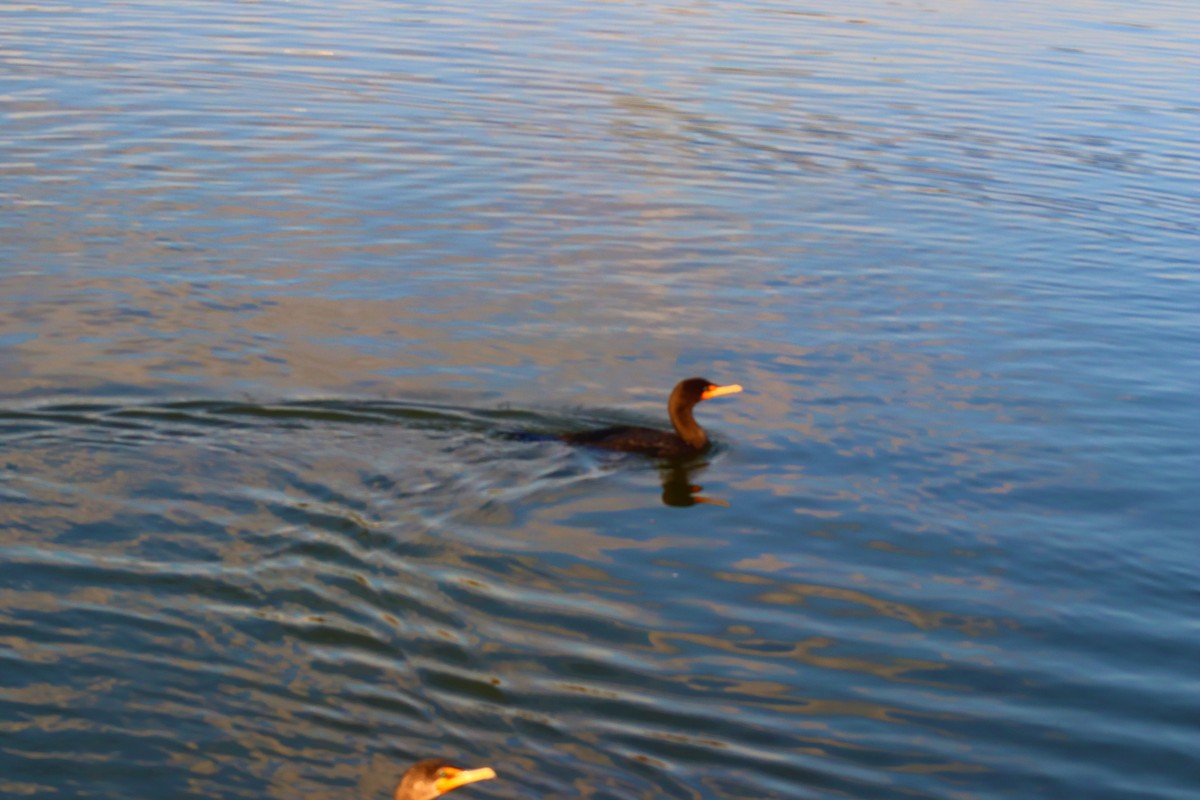 Double-crested Cormorant - ML277224871