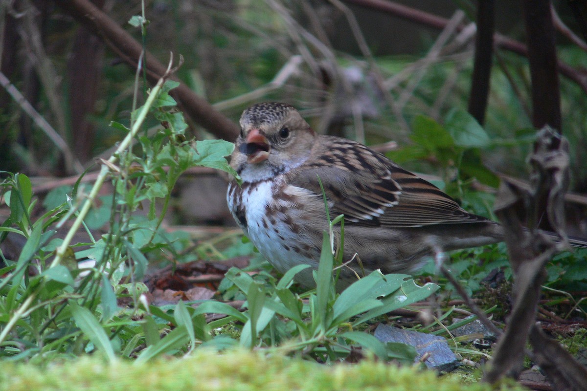 Harris's Sparrow - Steve Heinl