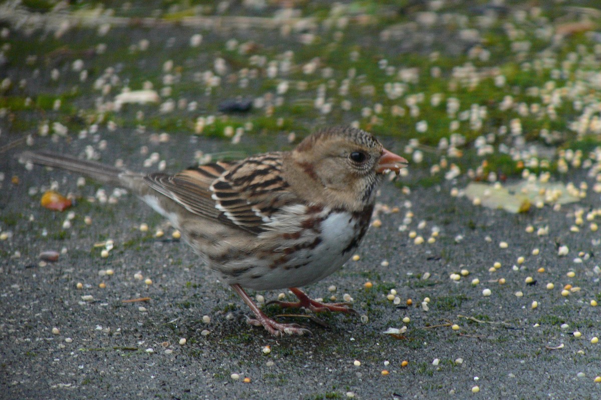 Harris's Sparrow - ML277225981