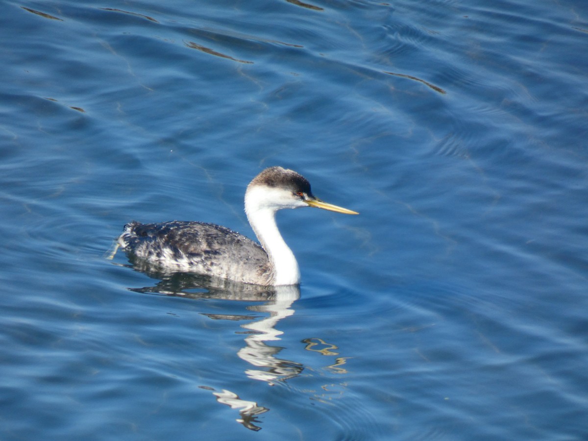 Western Grebe - Katherine and Jeff Clemens