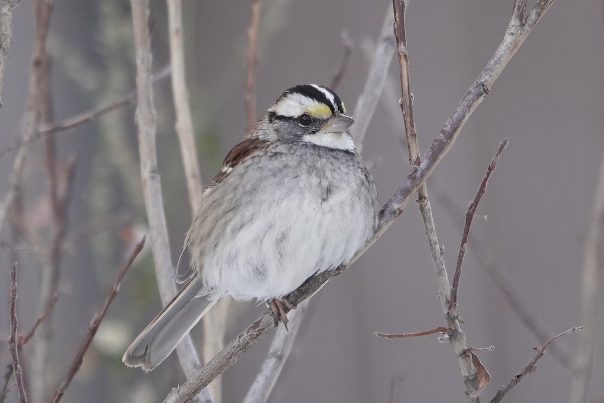 White-throated Sparrow - Cameron Eckert