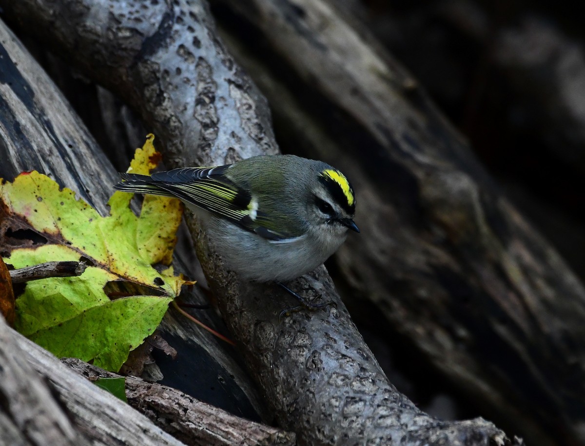 Golden-crowned Kinglet - ML277228471