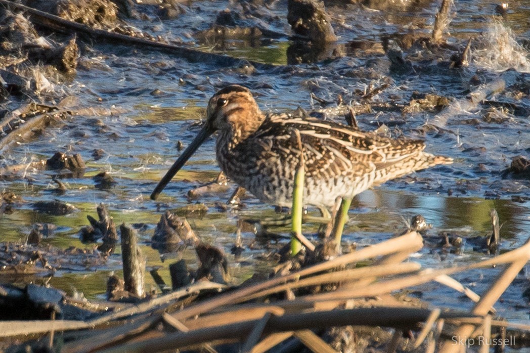 Wilson's Snipe - Skip Russell