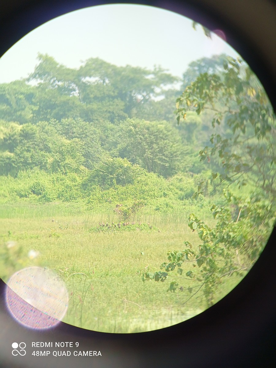 Lesser Whistling-Duck - ML277229261