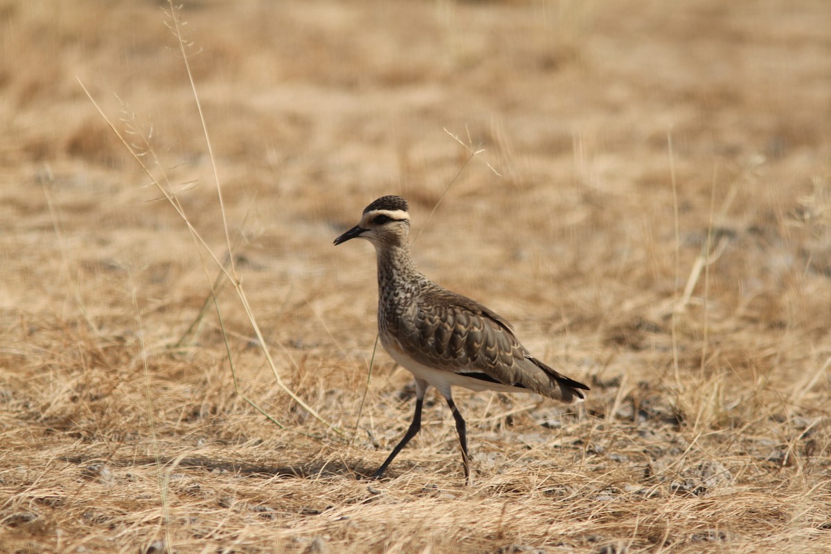 Sociable Lapwing - ML277230061