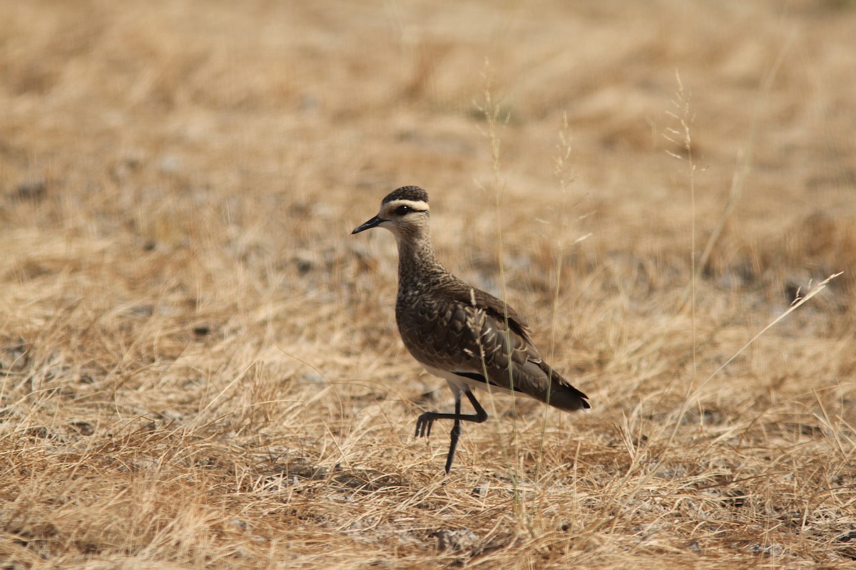 Sociable Lapwing - PANKAJ GUPTA