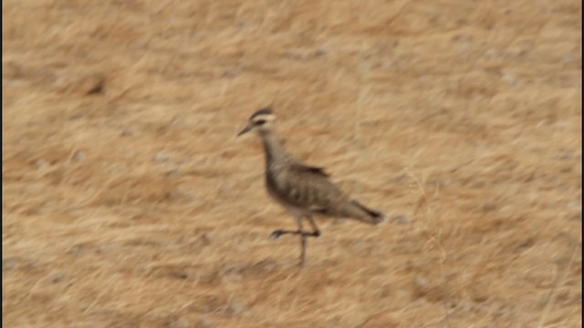 Sociable Lapwing - ML277230161