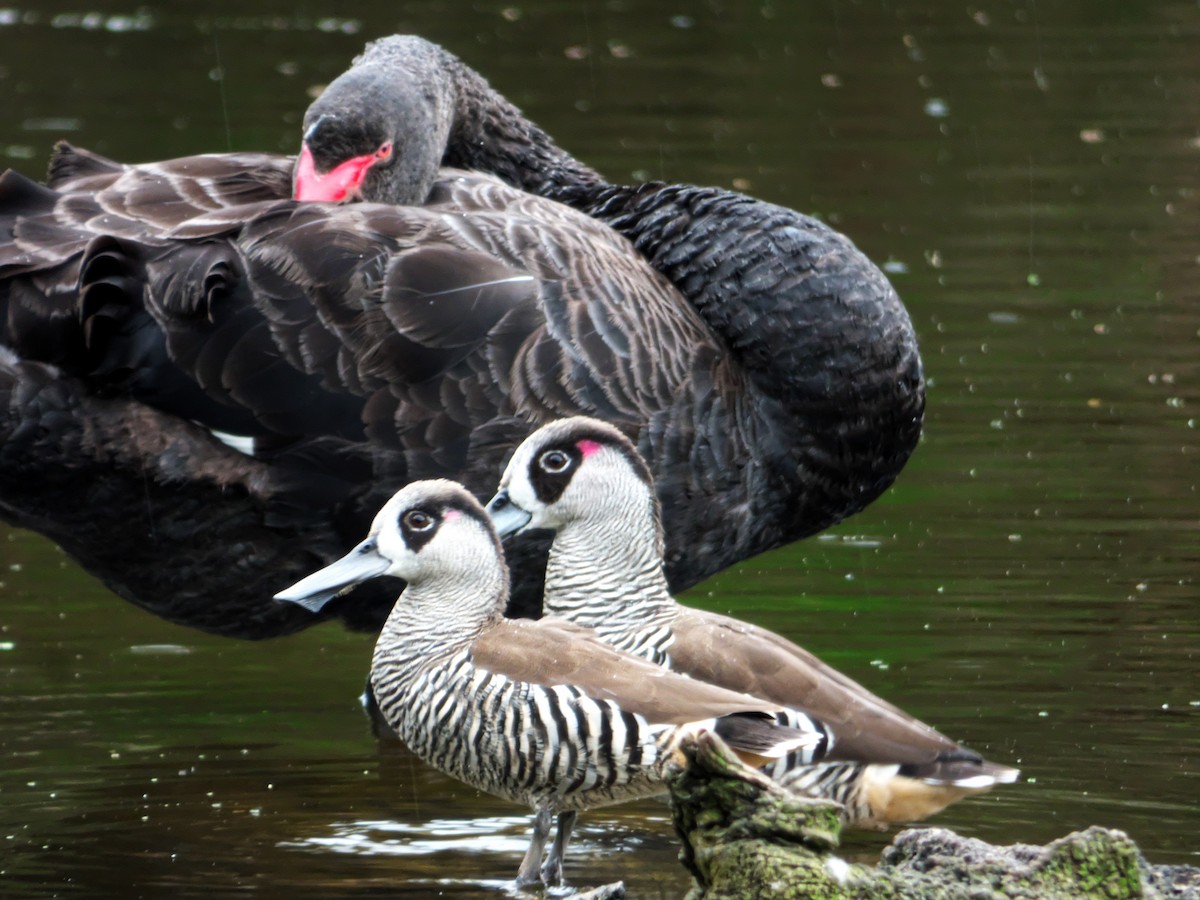 Black Swan - Alfons  Lawen