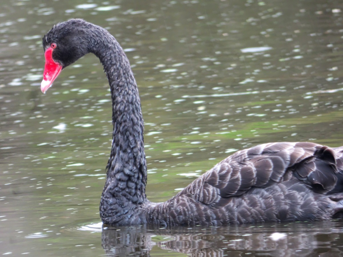 Black Swan - Alfons  Lawen