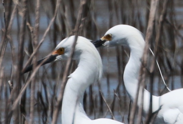 white egret sp. - ML27723221