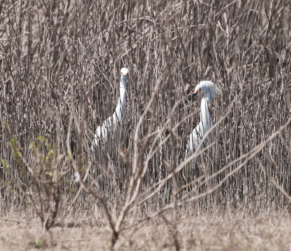 white egret sp. - ML27723251