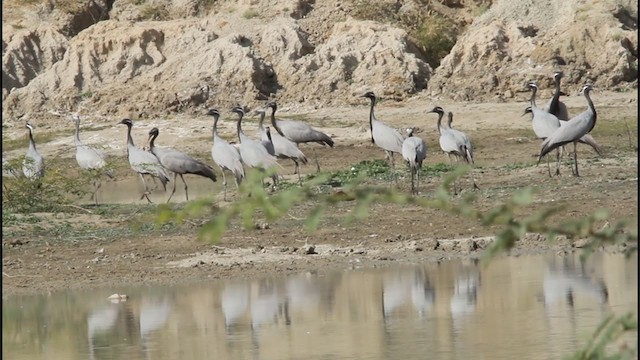 עגור חן - ML277234061