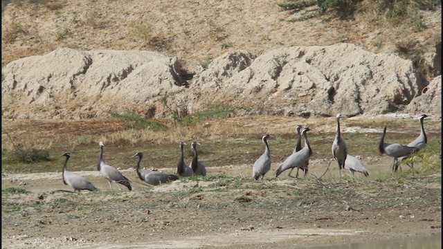 עגור חן - ML277234071