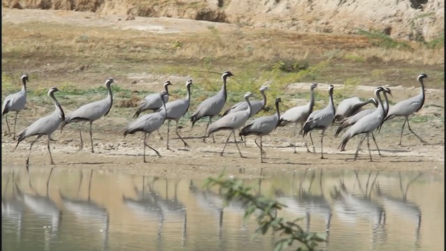 Demoiselle Crane - ML277234091