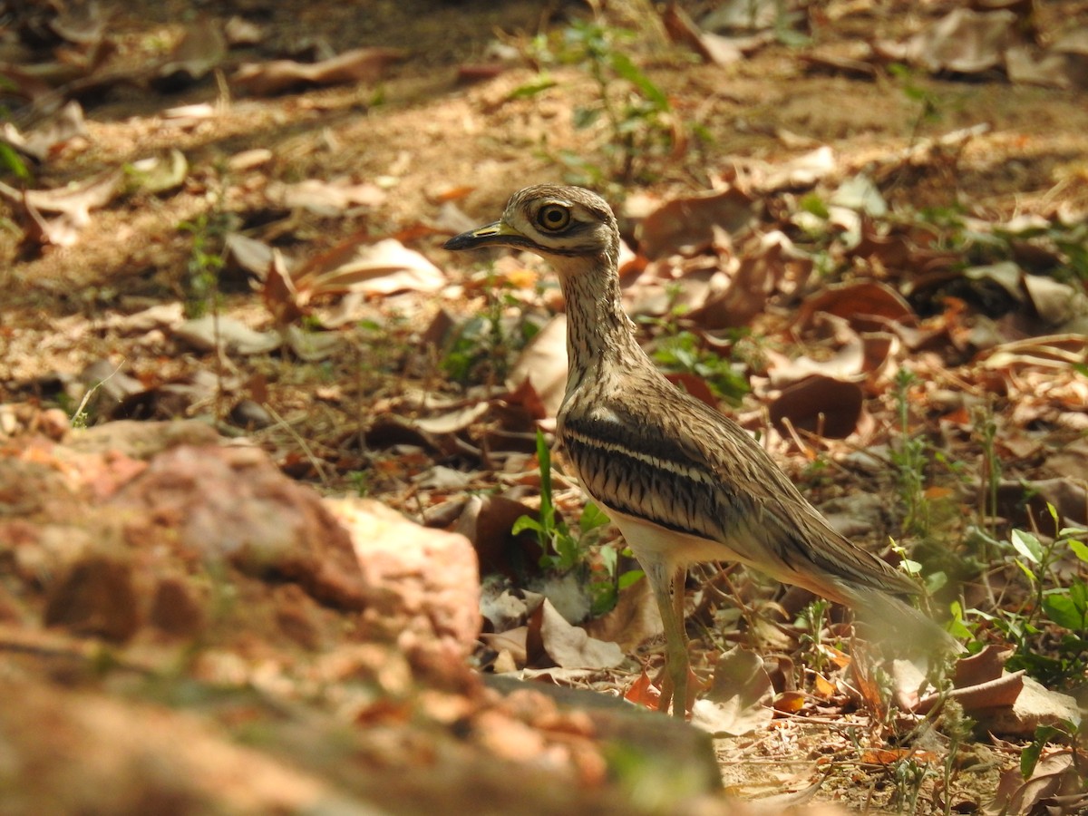 Indian Thick-knee - VIBHAV  PERI