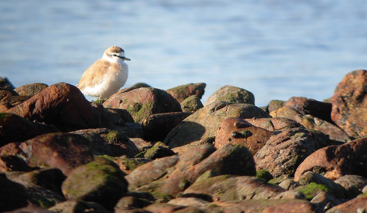 White-fronted Plover - ML27723581