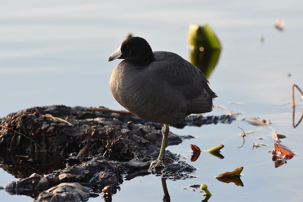 American Coot (Red-shielded) - ML27723651